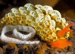 scu-nudibranch-macro-scuba-diving-tips_.jpg.webp