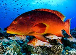 scu-pitcairn_thumbnail.jpg.webp