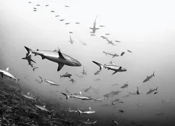 scu-sharks-fakarava-diving-underwater.jpg.webp