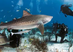 scu-tigershark.jpg.webp