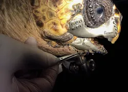 scu-turtle-titanium-jaw-d-printing.jpg.webp