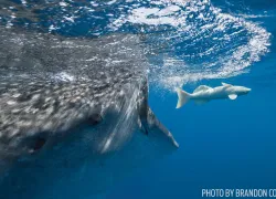 scu-whale-shark-conservation.jpg.webp