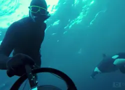 scu_enews_killer_whale_video_.jpg.webp