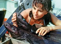 scu_eugenie-clark_shark-lady.jpg.webp