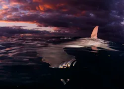 scu_hammerhead-shark_bimini_overunder.jpg.webp