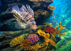 scu_lionfish__.jpg.webp