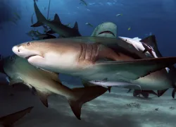 scuba-bahamas_shutterstock__.jpg.webp