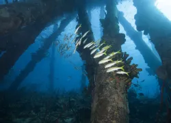 scuba-bonaire_shutterstock_.jpg.webp