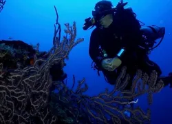 scuba-diving-fourth-cayman-island.jpg.webp