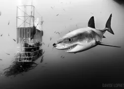 scuba-diving-great-white-shark-cage-dive_.jpg.webp