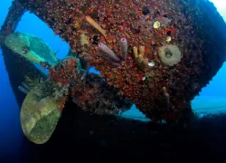 scuba-diving-hilma-hooker-wreck-bonaire-history.jpg.webp