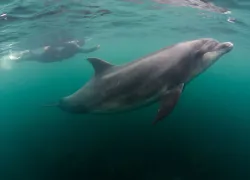 scuba-diving-ireland-dolphins-shutterstock.jpg.webp