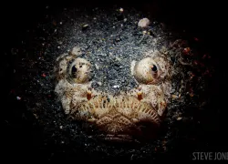 scuba-diving-night-stargazer-underwater-scd.jpg.webp