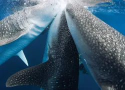 scuba-diving-whale-sharks-.jpg.webp