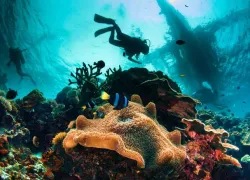 scuba-diving.jpg.webp