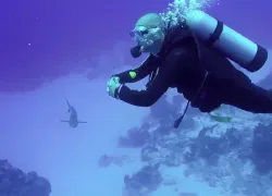 scuba_diving_with_sharks_san_salvador_bahamas_.jpg.webp