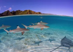 scuba_instagram.png.webp