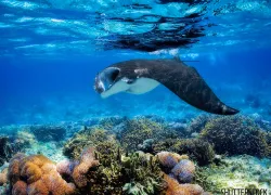 scubadiving-underwater-indonesia-manta-coral_.jpg.webp