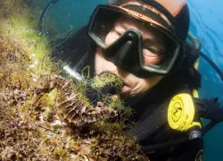 sea-hero-amanda-vincent-underwater-scd.jpg.webp