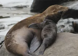 sea-lion-and-pup_noaa.jpg.webp