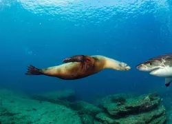 sea-lion-great-white-shark-shutterstock-andrea-izzotti.jpg.webp