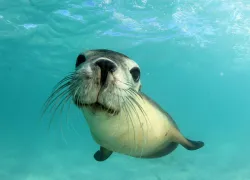 sea-lion-whiskers-shutterstock-rich-carey.jpg.webp