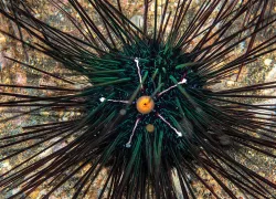 sea-urchin.jpg.webp