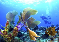 sea_fan_divers_rgb.jpg.webp