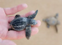 sea_turtle_baby_hatchling.jpg.webp