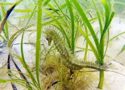 seahorse-seagrass-neil-garrick-maidmen.jpg.webp