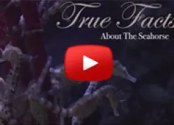 seahorse.jpg.webp