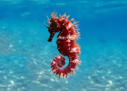 seahorse_shutterstock.vojce_.jpg.webp