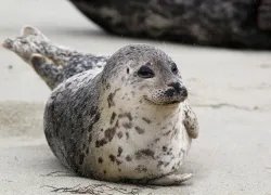 seal-pup-guidelines.jpg.webp