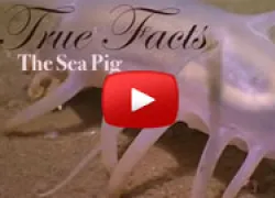 seapigtruefactsthumb.jpg.webp