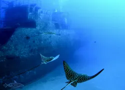 seatiger.._.jpg.webp