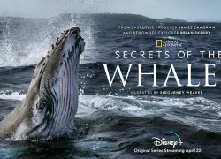 secrets-of-whales-teaser-courtesy-national-geographic-disney.jpg.webp