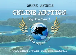 shark-angels-online-auction.jpg.webp