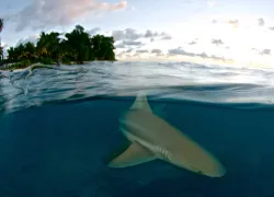 shark-attack-file-.jpg.webp