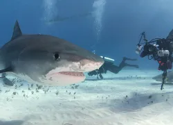 shark-attacks-shutterstock.jpg.webp