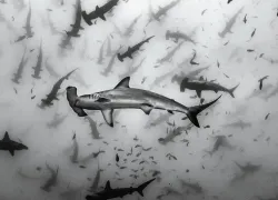 shark-conservation-.jpg.webp