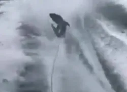 shark-dragging-video.jpg.webp