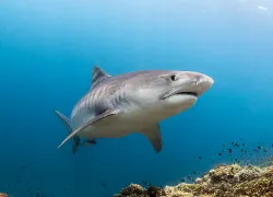 shark-fest-fiji-tiger-shark--steve-philbrook.jpg.webp