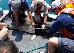 shark-tagging-melissa-gaskill.jpg.webp