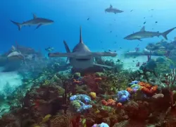 shark-week-promo-video--youtube.jpg.webp