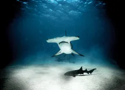 shark_photographer_michael_muller_hammerhead_bimini_teaser.jpg.webp