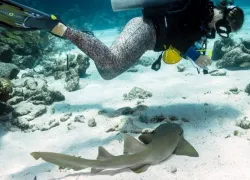 shark_puppy_.jpeg.webp