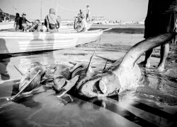 shark_savers.jpg.webp