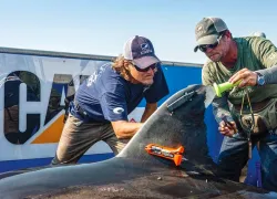 shark_tagging.jpg.webp