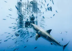 sharks-cage-divng-great-white.jpg.webp