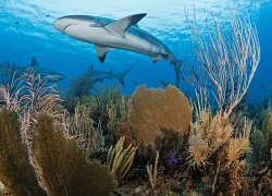 sharks-gardens-of-the-queen-brandon-cole.jpg.webp